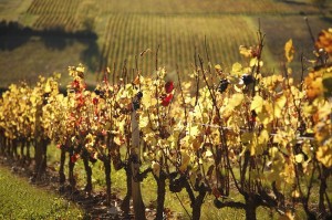 Weinberge am Rhein