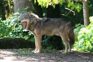 Wolf im Zoo Worms