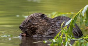 Ein Bibiber mit nassem Fell sitzt im Wasser und frisst